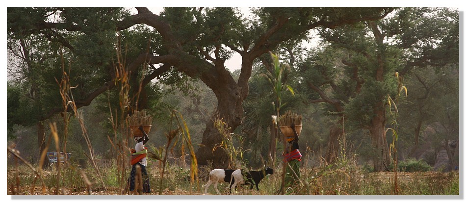 Pays dogon (Mali)